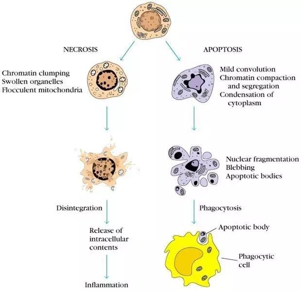 細胞凋亡和壞死的區(qū)別