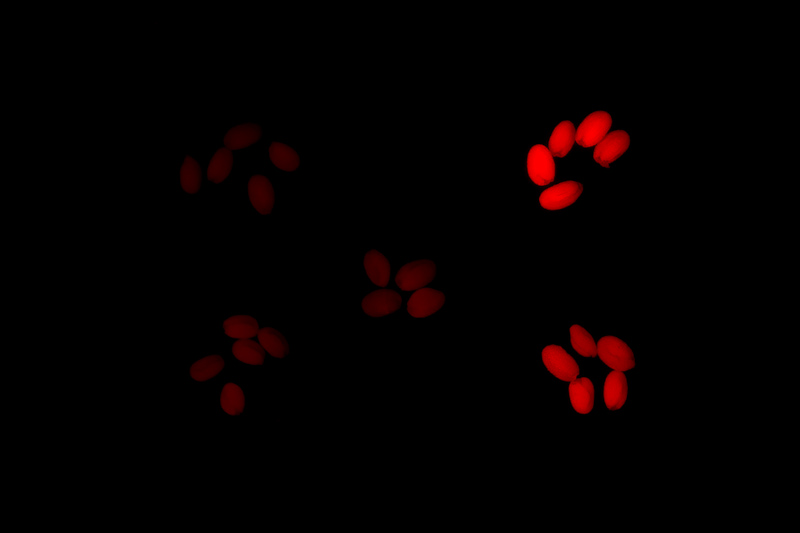 種子在LUYOR-3415RG照射下發出紅色熒光
