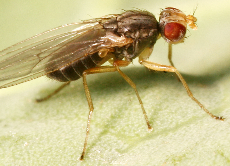 模式生物果蠅