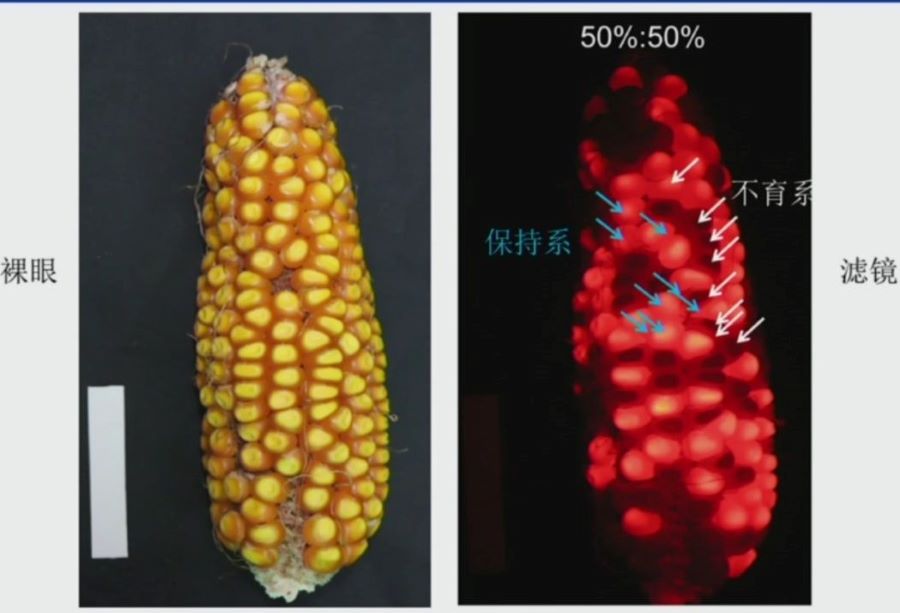 玉米在激發(fā)光源照射下發(fā)出紅色熒光