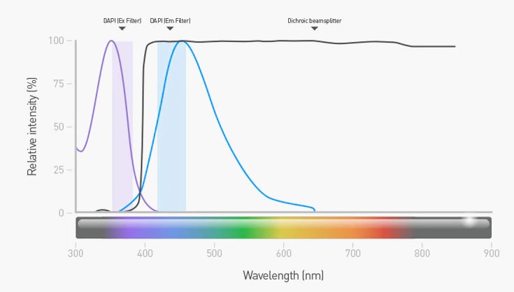 DAPI染料的激發光和發射光的濾光片