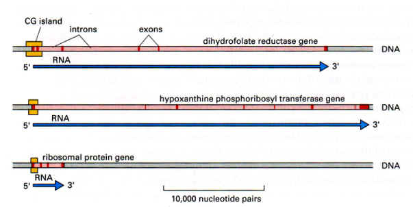 p1.1.h5.jpg