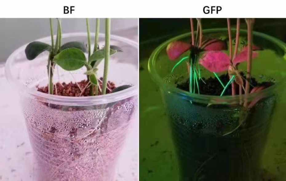 中國農大用LUYOR-3415觀察大豆根系GFP效果圖